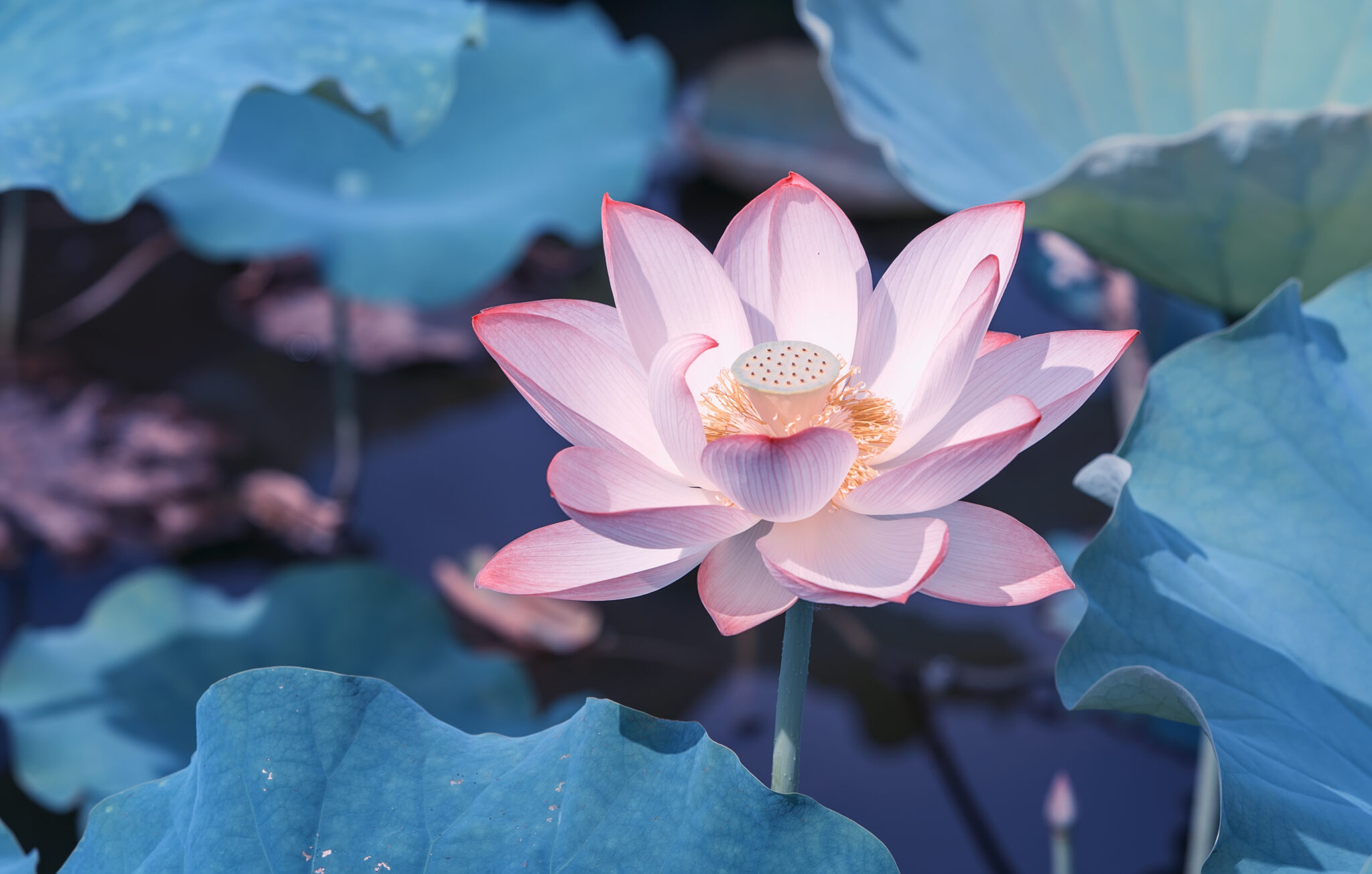 Health Benefits Of The Lotus iHearts143Quotes