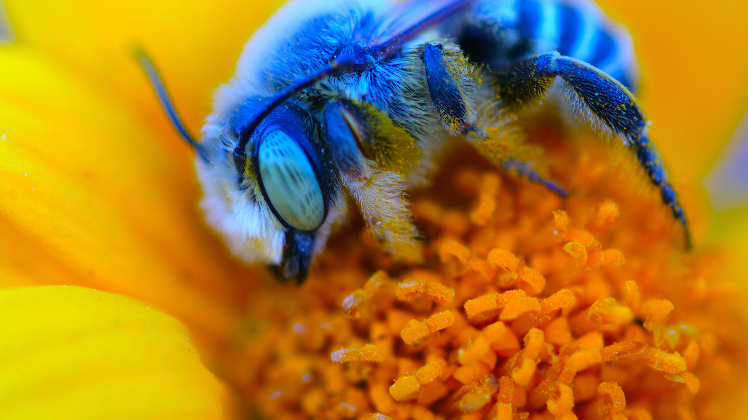 picture of a blue bee