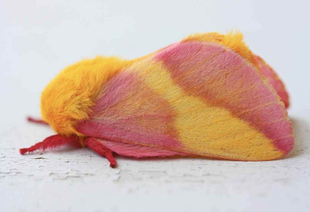 The Pink Fluffy Rosy Maple Moth, The Most Beautiful Moth Of Them All