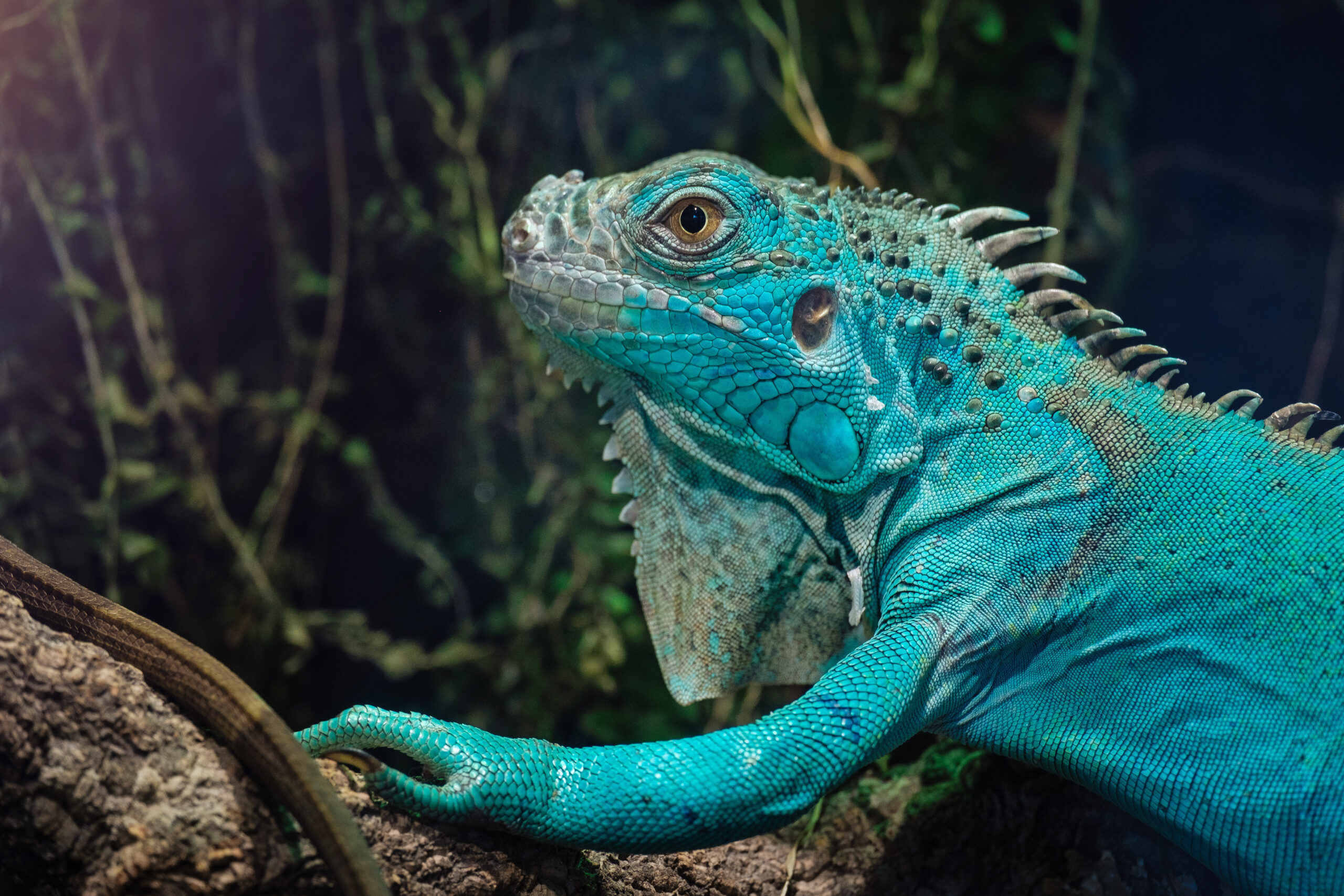 Have You Ever Seen A Blue Iguana Before? Chances Are You Haven't, And ...