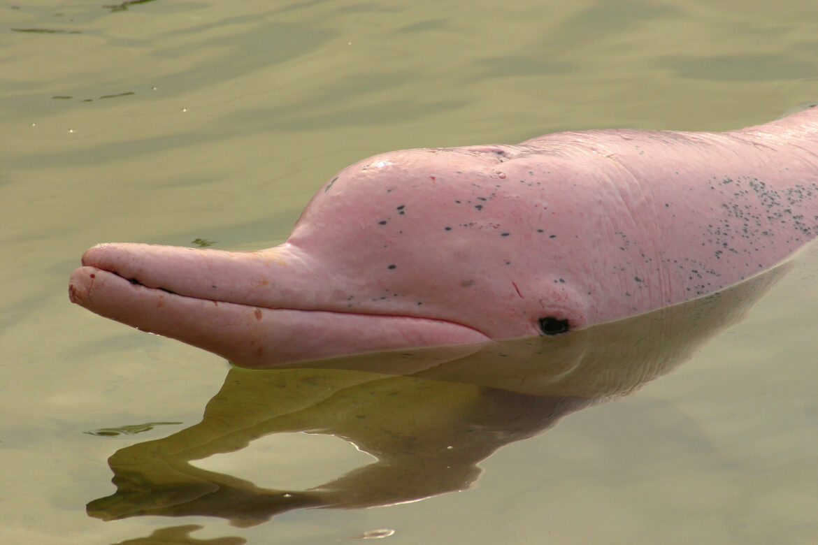 The Amazon Pink River Dolphin Is Considered A Mythical Creature