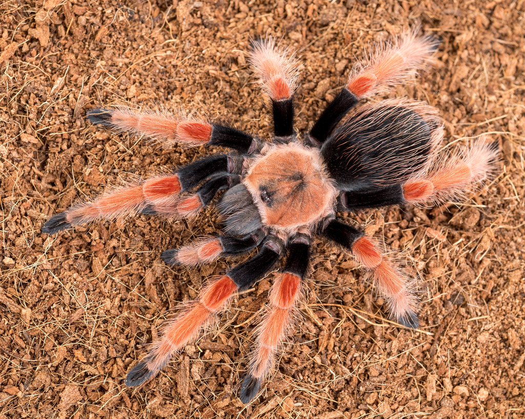 Mexican Fireleg Tarantula (Brachypelma Boehmei) | IHearts143Quotes ...