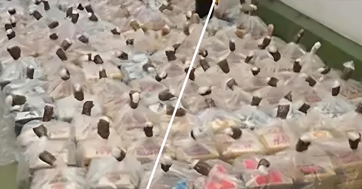 Historic $130M Cocaine Bust at London Port Shocks U.K. - Biggest in ...