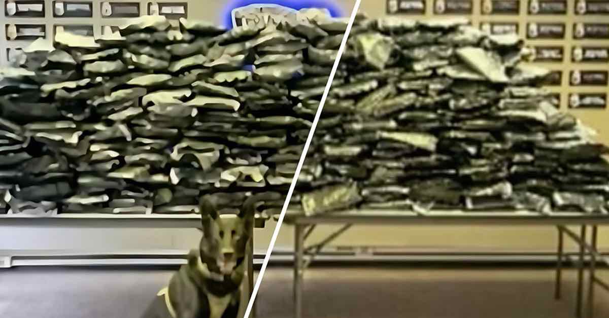 Buffalo Niagara Airport Drug Bust: 3 Arrested After $Millions Worth of ...
